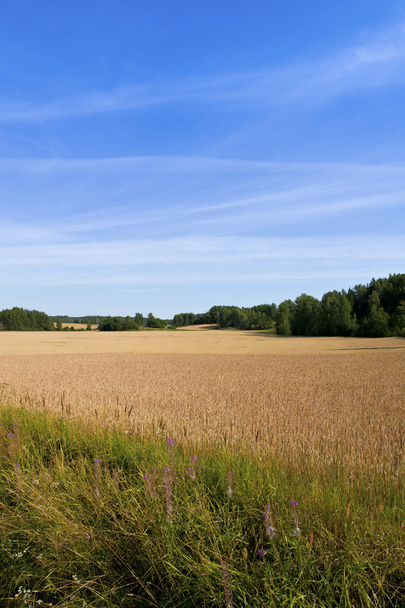 Finnish agriculture - Photo, image