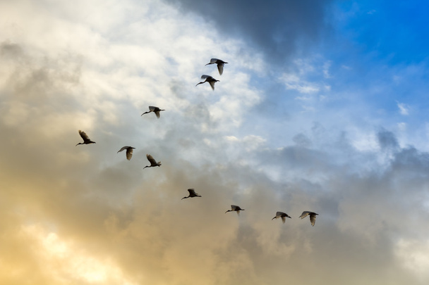 Vogels affaire hebben tailing op blauwe en oranje hemel - Foto, afbeelding