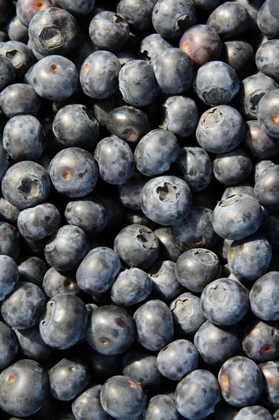 Bluekberries close up - Foto, afbeelding