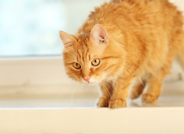 Chat rouge sur fond de rebord de fenêtre
 - Photo, image
