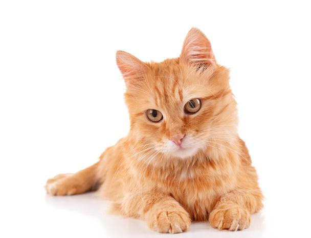Portrait of red cat isolated on white - Foto, Bild
