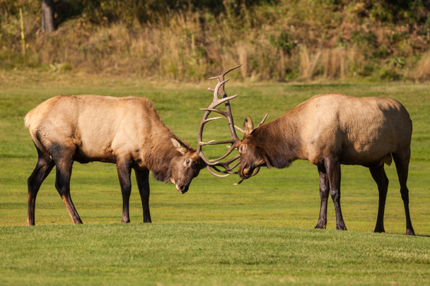 Toro Elk lucha
 - Foto, Imagen