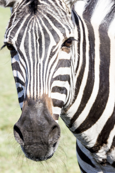Zebra - Foto, Imagem