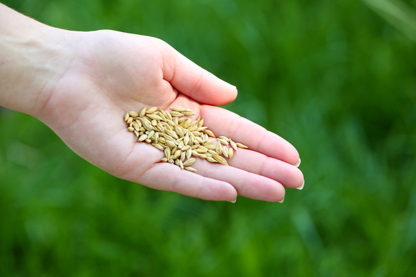 Wheat grain in female hand - Fotó, kép