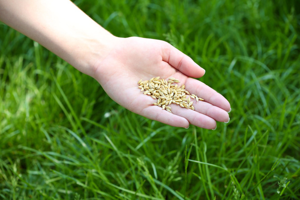 Wheat grain in female hand - Foto, Imagen