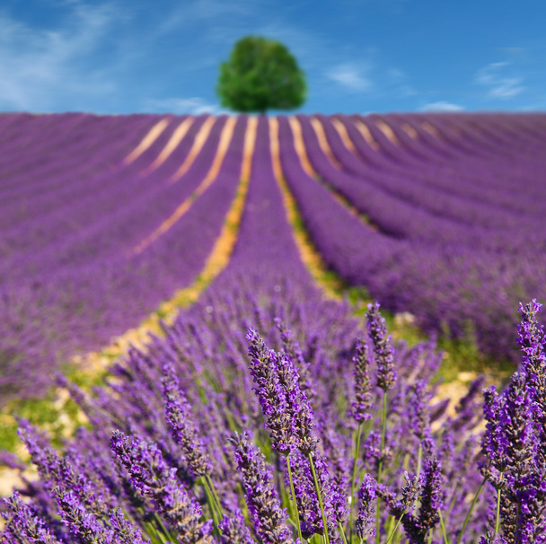Lavender flower blooming scented fields - Foto, imagen