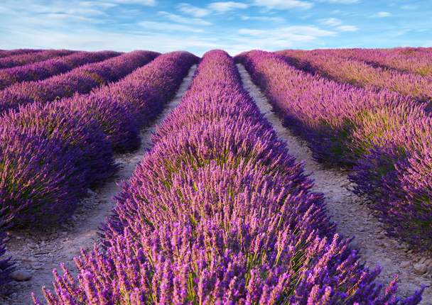 Lavender flower blooming scented fields - Fotoğraf, Görsel