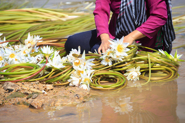 Водяные цветы лилии (Nymphaea), приготовленные в рулон для продажи. Это...
 - Фото, изображение