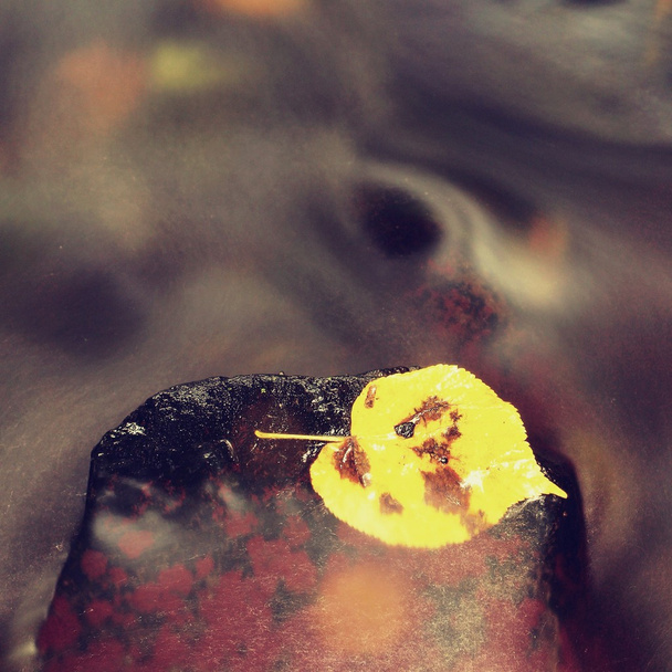 Folha colorida de Outono.Folha de álamo amarelo brilhante. Folha quebrada amarela agradável na pedra molhada na água turva da cascata do córrego da montanha
.  - Foto, Imagem