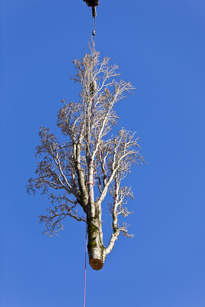 απομάκρυνση δέντρο λεύκας - Φωτογραφία, εικόνα