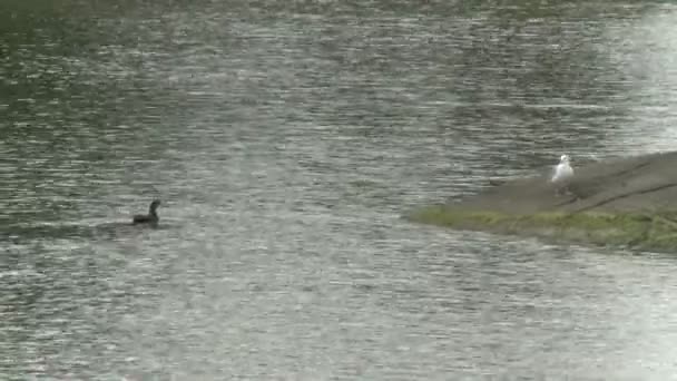 Утка и чайка на краю воды (2 из 2
) - Кадры, видео