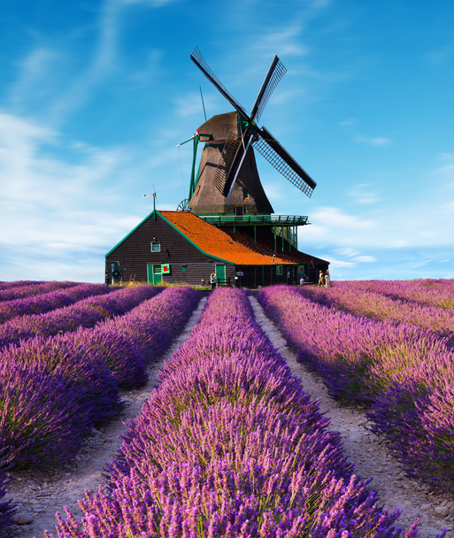 lavender fields with windmill - Photo, Image