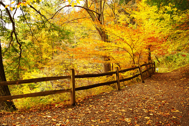 秋レッチワース州立公園 - 写真・画像