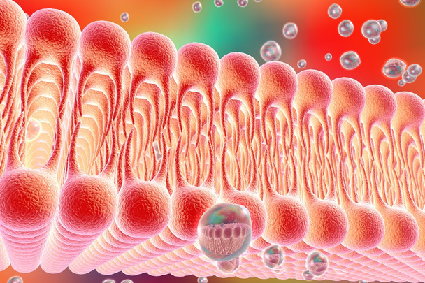 Клітинної мембрани
 - Фото, зображення
