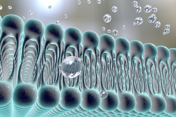 Клеточная мембрана
 - Фото, изображение