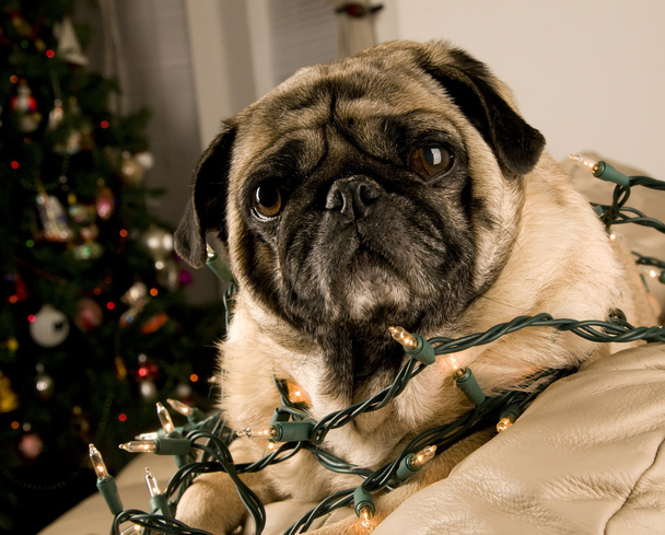 Pug Wrapped in Christmas Lights - Fotó, kép