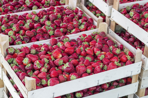 Dozen van aardbeien op boer markt - Foto, afbeelding