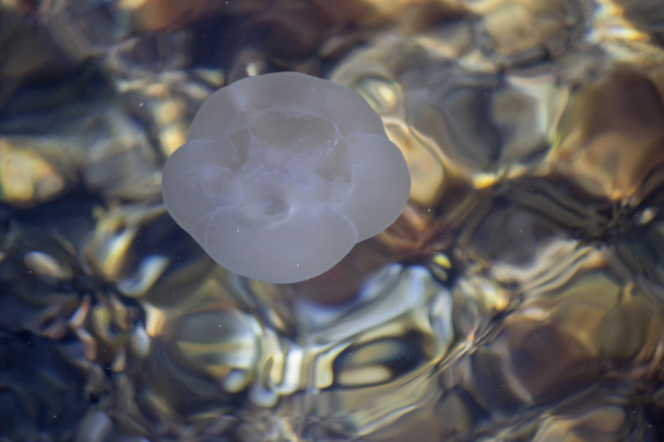 Hold medúza lebeg a felszínen 2 - Fotó, kép