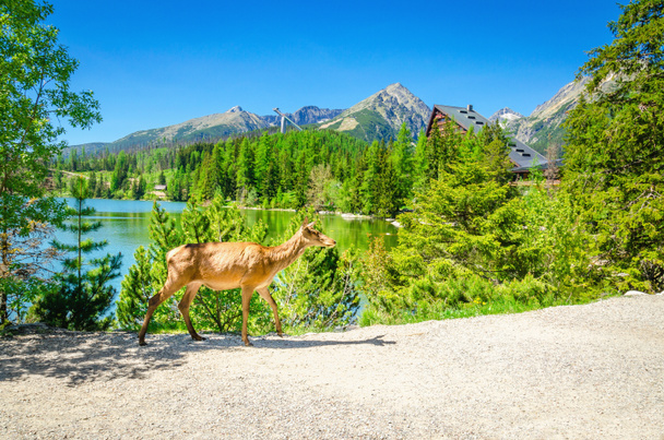 Alce de vaca camina por el camino al lado de un lago de montaña
 - Foto, imagen