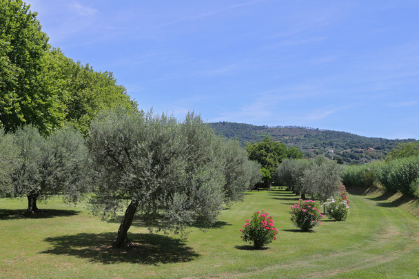 Azeitonas em Bolesna, região do Lácio, Itália
 - Foto, Imagem