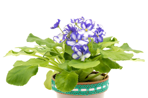 African Violet paars en wit op witte achtergrond. - Foto, afbeelding