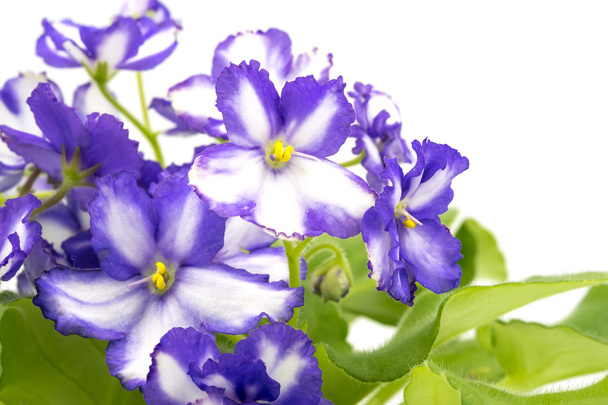 Afrikanisches Violett Violett und Weiß auf weißem Hintergrund. - Foto, Bild