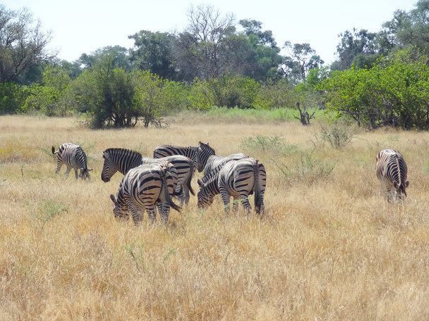 Flock a zebrák - Fotó, kép