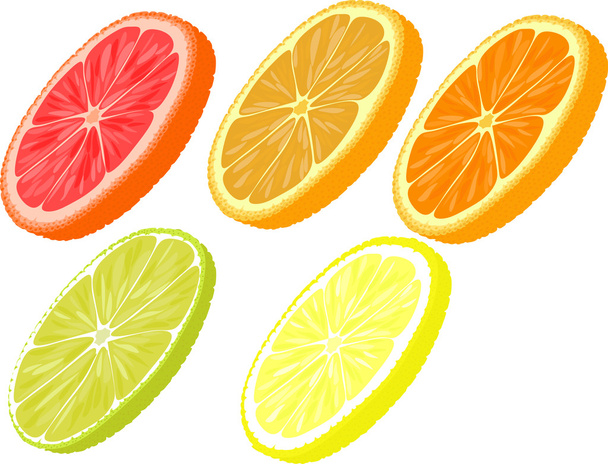 Viipaleita eri sitrushedelmiä. Appelsiini, greippi, sitruuna, limetti
. - Vektori, kuva