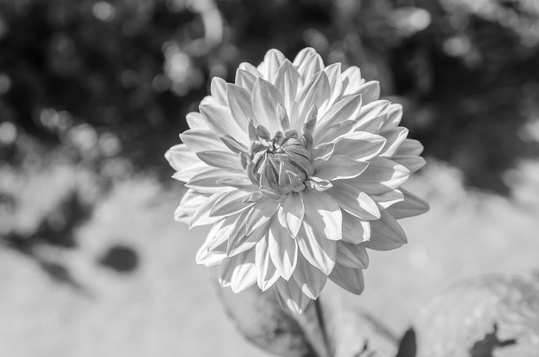Bellissimo fiore di dalia
 - Foto, immagini