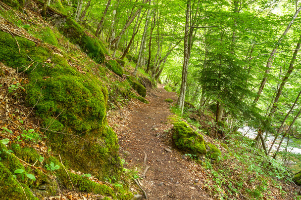 Beautiful eco path near Devin, Bulgaria - Foto, afbeelding