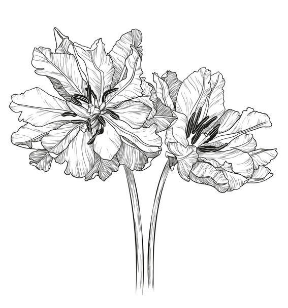 Sketch of tulips on a white background - Vector, Image