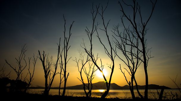 Arbre sec au bord du lac et de la montagne avec ciel couchant
 - Photo, image