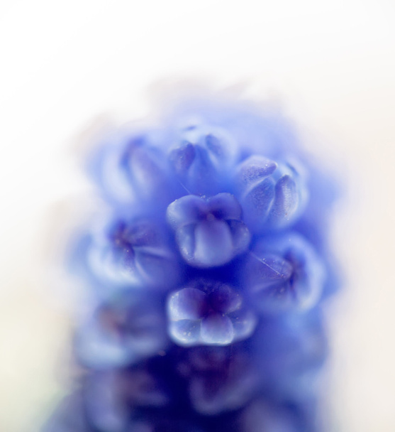 błękitny kwiat makro - Zdjęcie, obraz