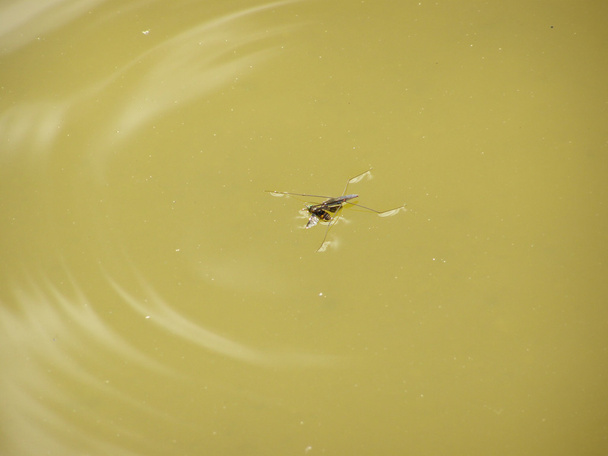 Rybník bruslař jíst fly - Fotografie, Obrázek