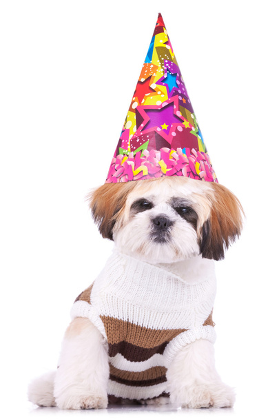 Shih tzu cucciolo indossa un cappello da festa
 - Foto, immagini