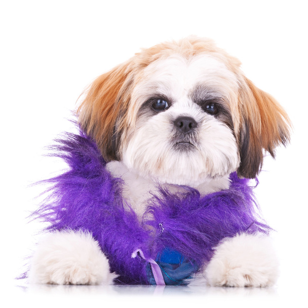 Adorable dressed shih tzu puppy - Photo, Image