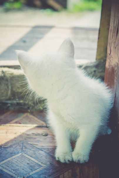 Aranyos fehér cica Retro - Fotó, kép