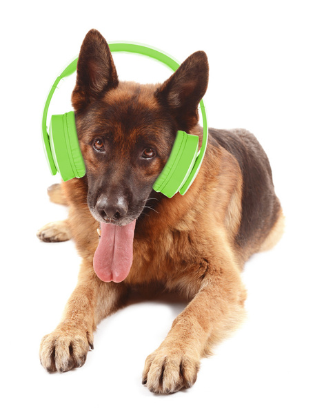 Kulaklıklar ile şirin köpek - Fotoğraf, Görsel