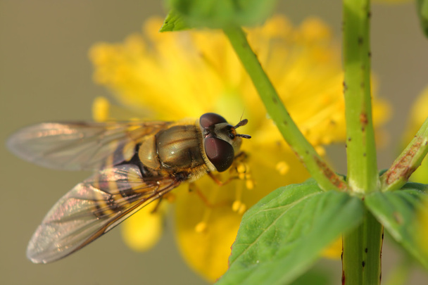 Hoverfly (Episyrphus balteatus) en flores Hypericum
 - Foto, imagen