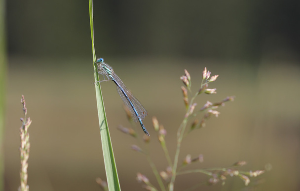 Common Blue Damselfly (Enallagma cyathigerum) sits on a grass by - Photo, Image