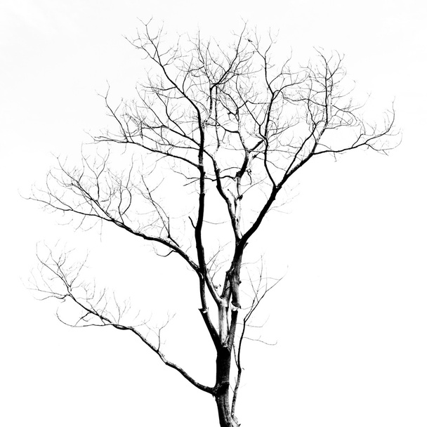 Dead Tree without Leaves - Фото, изображение