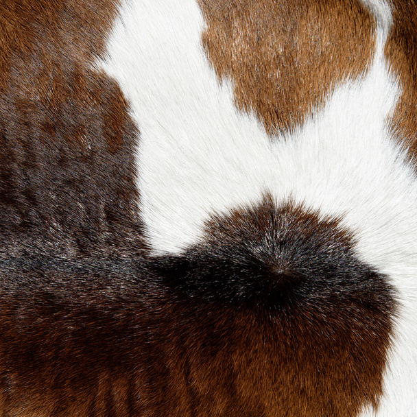 Textura de piel de vaca
 - Foto, imagen
