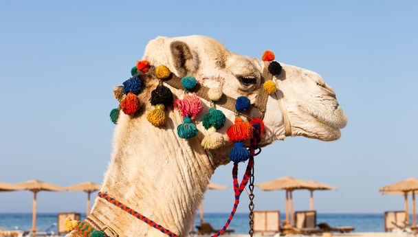 Portrait de chameau en arrière-plan de la plage
 - Photo, image