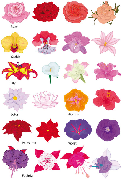 Flowers Collection. Flowers on a white background. - Vector, Image