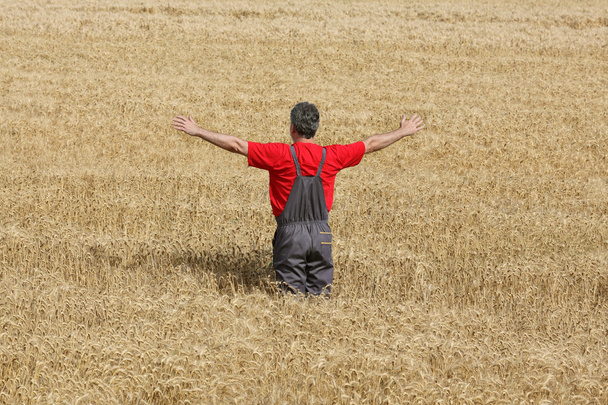 Rolnych scena, rolnik w polu pszenicy - Zdjęcie, obraz