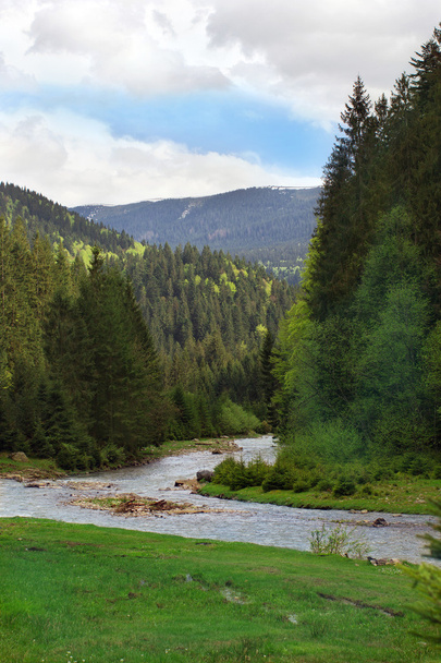 Flusslandschaft inmitten der Karpaten mit Tannen - Foto, Bild