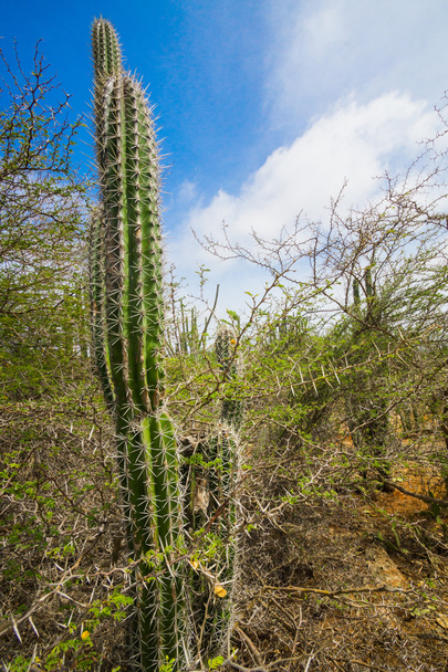 cactus - Foto, Imagen