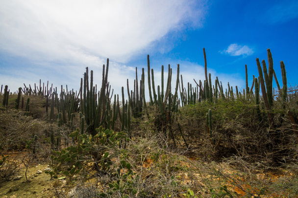 Kaktus - Foto, Bild
