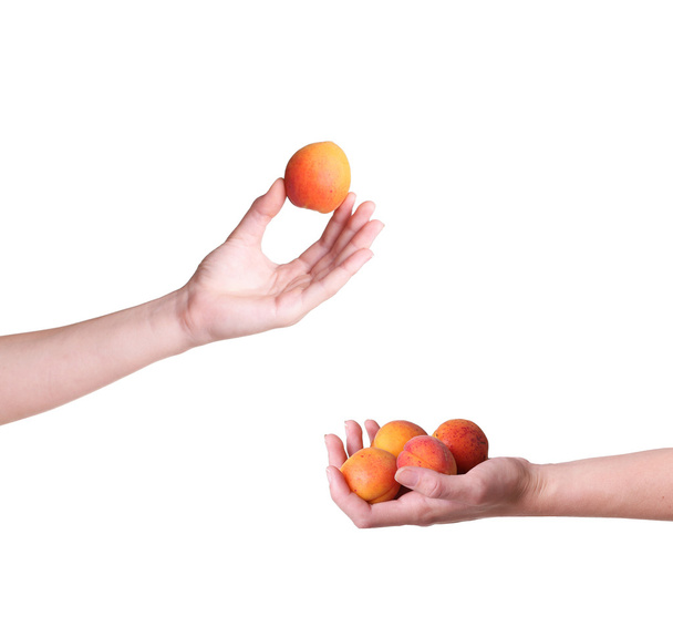 kypsiä aprikooseja kädessä valkoisella pohjalla
 - Valokuva, kuva