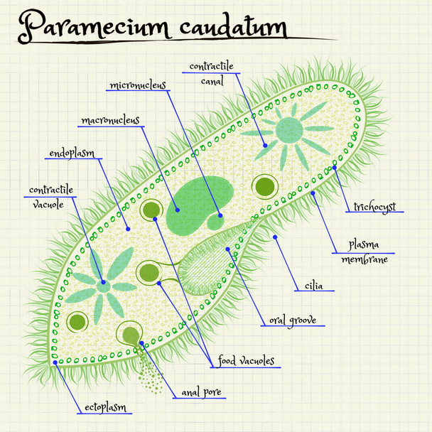 die Struktur von Paramecium saudatum - Vektor, Bild